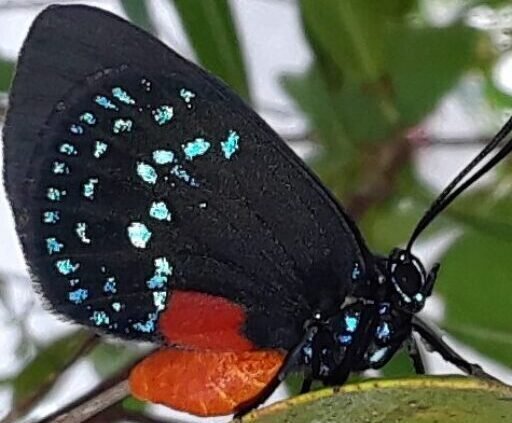 Atala Butterfly Project®